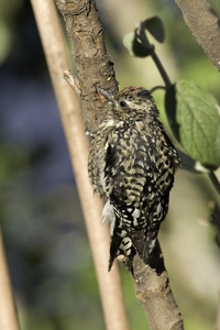 Yellow-bellied Sapsucker