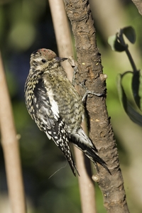 Yellow-bellied Sapsucker