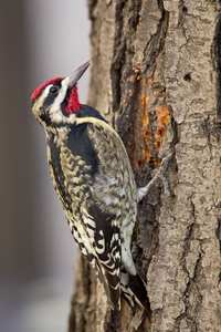 Yellow-bellied Sapsucker