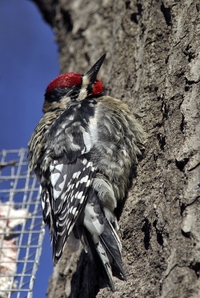 Yellow-bellied Sapsucker