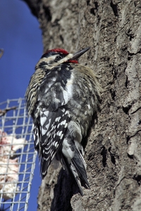 Yellow-bellied Sapsucker