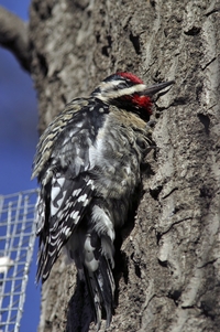 Yellow-bellied Sapsucker