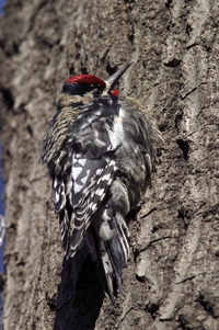Yellow-bellied Sapsucker