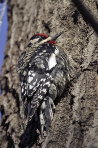 Yellow-bellied Sapsucker