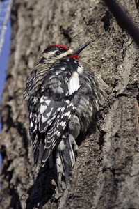 Yellow-bellied Sapsucker