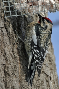 Yellow-bellied Sapsucker