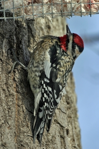 Yellow-bellied Sapsucker