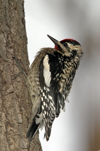 Yellow-bellied Sapsucker