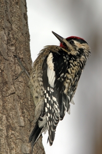 Yellow-bellied Sapsucker