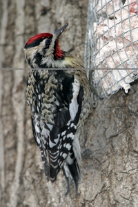 Yellow-bellied Sapsucker