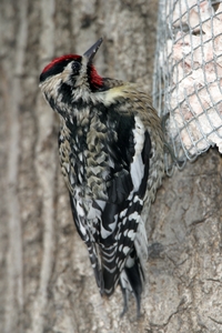 Yellow-bellied Sapsucker