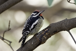 Yellow-bellied Sapsucker