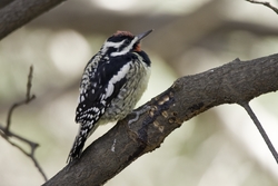 Yellow-bellied Sapsucker