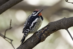 Yellow-bellied Sapsucker