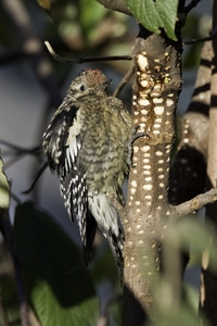 Yellow-bellied Sapsucker