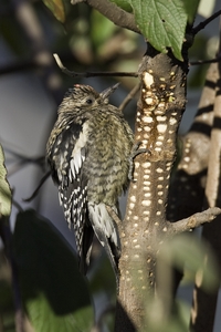 Yellow-bellied Sapsucker