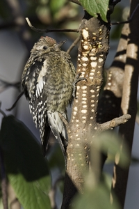 Yellow-bellied Sapsucker