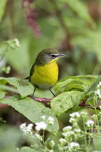 Yellow-breasted Chat