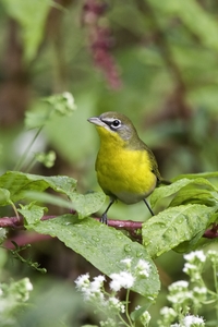 Yellow-breasted Chat