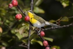 Yellow-breasted Chat