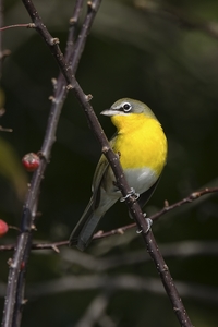 Yellow-breasted Chat