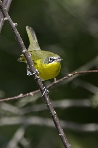 Yellow-breasted Chat