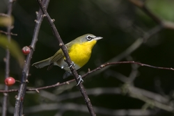 Yellow-breasted Chat