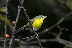 Yellow-breasted Chat