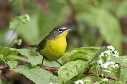 Yellow-breasted Chat