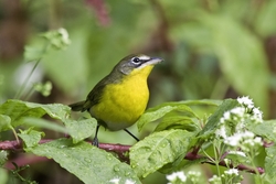Yellow-breasted Chat