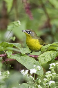 Yellow-breasted Chat