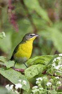 Yellow-breasted Chat