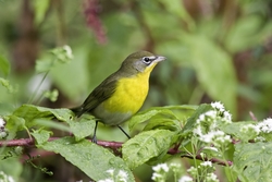 Yellow-breasted Chat