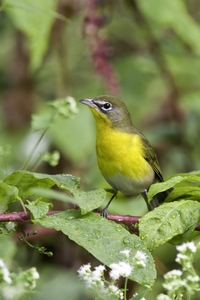 Yellow-breasted Chat
