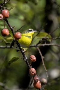 Yellow-breasted Chat
