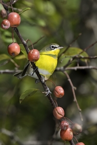 Yellow-breasted Chat