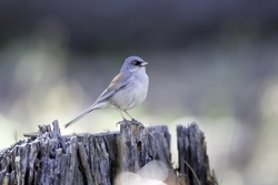 Yellow-eyed Junco