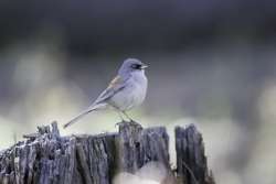 Yellow-eyed Junco
