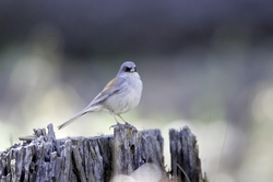 Yellow-eyed Junco
