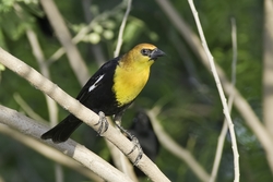 Yellow-headed Blackbird