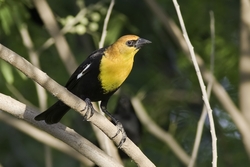 Yellow-headed Blackbird