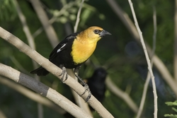 Yellow-headed Blackbird