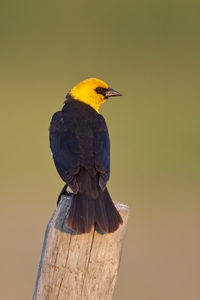 Yellow-headed Blackbird