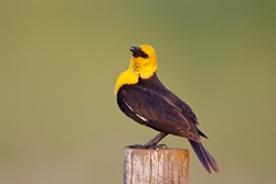 Yellow-headed Blackbird