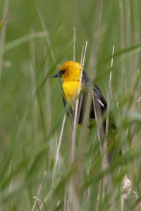 Yellow-headed Blackbird