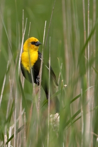 Yellow-headed Blackbird