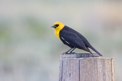 Yellow-headed Blackbird