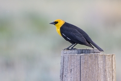 Yellow-headed Blackbird