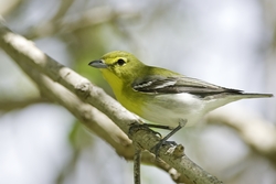 Yellow-throated Vireo