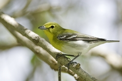 Yellow-throated Vireo